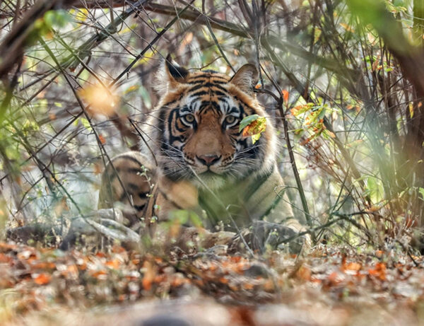 Beyond Ranthambore: Madhya Pradesh’s Quiet Wildlife Tourism Boom